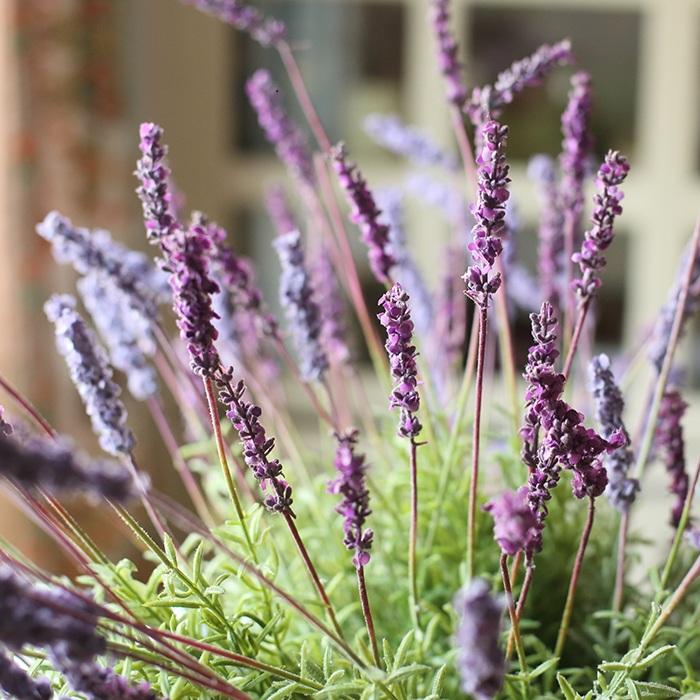 Silk Lavender Stems - Handcrafted, 21" Long